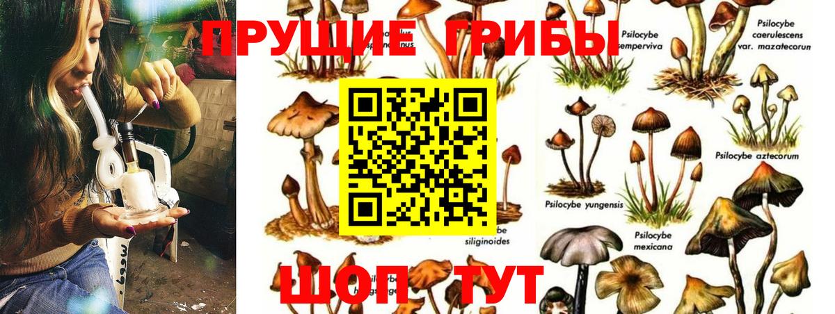 Галлюциногенные грибы Psilocybine cubensis Россошь